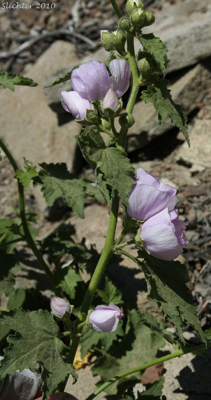 Streambank Globemallow, Streambank Globe-mallow, Streambank Wild Hollyhock, Mountain Hollyhock: Iliamna rivularis var. rivularis (Synonyms: Iliamna acerifolia, Iliamna corei, Iliamna remota, Iliamna rivularis, Phymosia remota, Sphaeralcea rivularis)