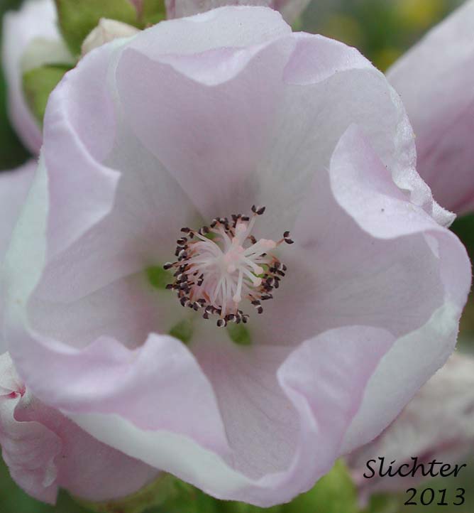 Flower of Streambank Globemallow, Streambank Globe-mallow, Streambank Wild Hollyhock, Mountain Hollyhock: Iliamna rivularis var. rivularis (Synonyms: Iliamna acerifolia, Iliamna corei, Iliamna remota, Iliamna rivularis, Phymosia remota, Sphaeralcea rivularis)