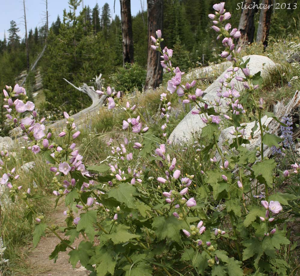 Streambank Globemallow, Streambank Globe-mallow, Streambank Wild Hollyhock, Mountain Hollyhock: Iliamna rivularis var. rivularis (Synonyms: Iliamna acerifolia, Iliamna corei, Iliamna remota, Iliamna rivularis, Phymosia remota, Sphaeralcea rivularis)