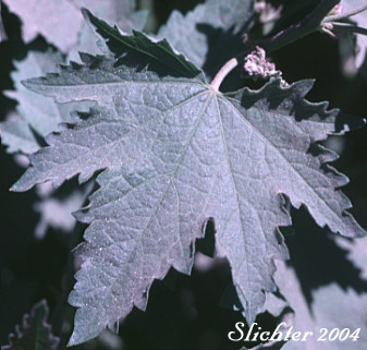 Stem leaf of Streambank Globemallow, Streambank Globe-mallow, Streambank Wild Hollyhock, Mountain Hollyhock: Iliamna rivularis var. rivularis (Synonyms: Iliamna acerifolia, Iliamna corei, Iliamna remota, Iliamna rivularis, Phymosia remota, Sphaeralcea rivularis)