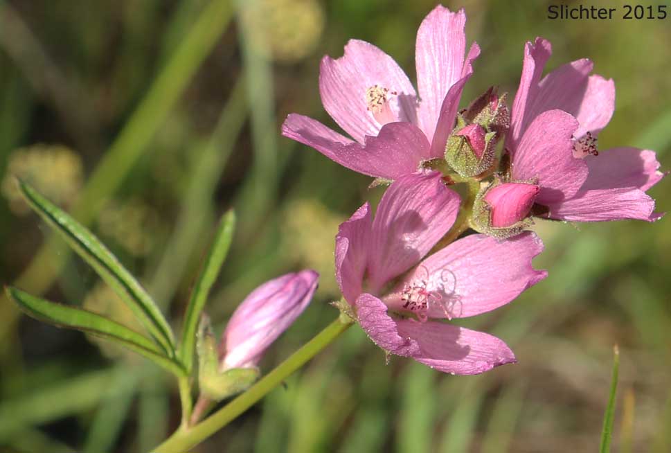 Inflorescence of Oregon Checkermallow: Sidalcea oregana var. calva
