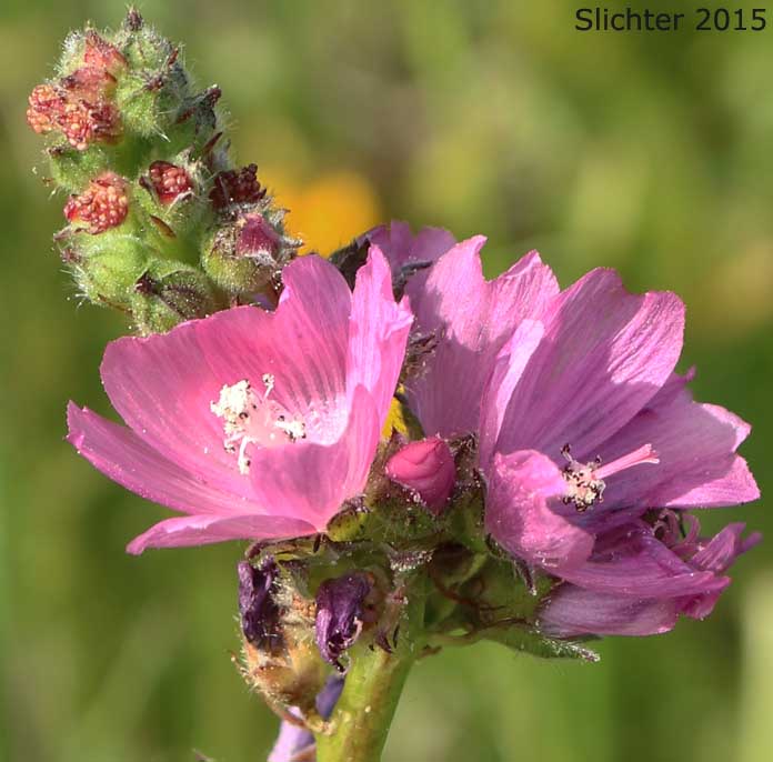 Inflorescence of Oregon Checkermallow: Sidalcea oregana var. calva