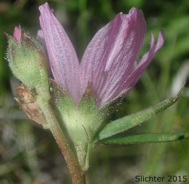 Inflorescence of Oregon Checkermallow: Sidalcea oregana var. calva