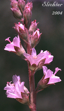 Oregon Checker-mallow, Masrsh Hollyhock: Sidalcea oregana var. maxima