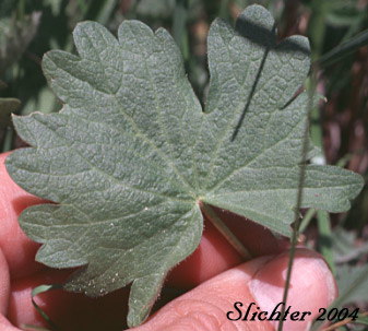 Oregon Checker-mallow, Masrsh Hollyhock: Sidalcea oregana var. maxima