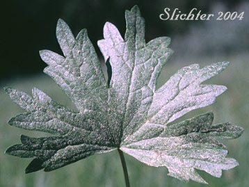 Leaf of Edgewood Checkerbloom, Marsh Hollyhock, Oregon Checker-mallow: Sidalcea oregana ssp. spicata (Synonyms: Sidalcea spicata var. spicata, Sidalcea oregana var. spicata, Sidalcea spicata var. tonsa)