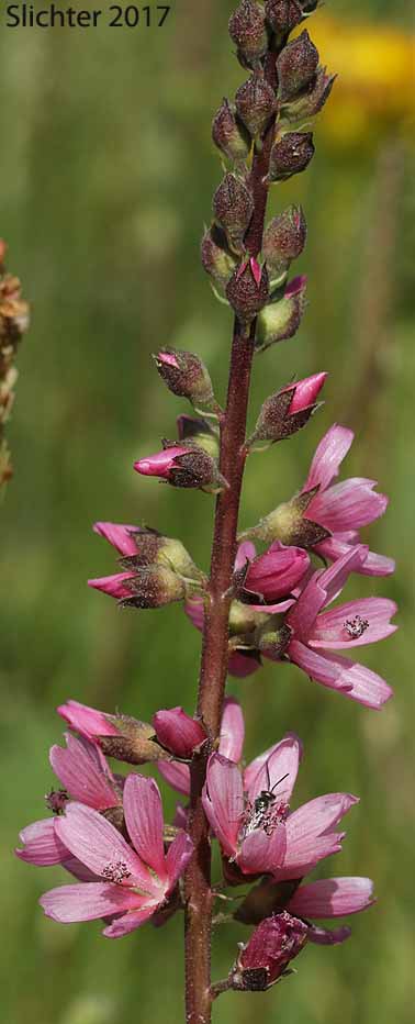 Inflorescence of Edgewood Checkerbloom, Marsh Hollyhock, Oregon Checker-mallow: Sidalcea oregana ssp. spicata (Synonyms: Sidalcea spicata var. spicata, Sidalcea oregana var. spicata, Sidalcea spicata var. tonsa)