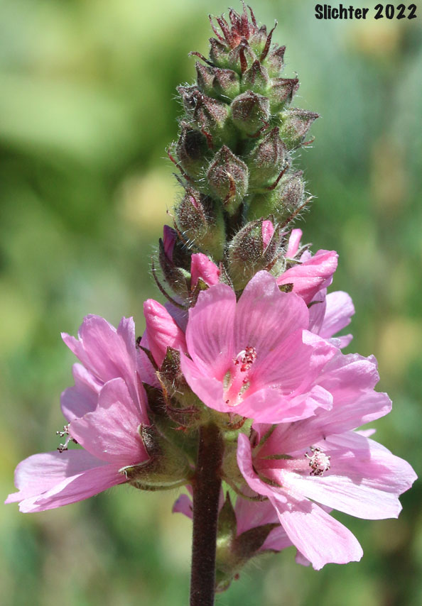 Inflorescence of Edgewood Checkerbloom, Marsh Hollyhock, Oregon Checker-mallow: Sidalcea oregana ssp. spicata (Synonyms: Sidalcea spicata var. spicata, Sidalcea oregana var. spicata, Sidalcea spicata var. tonsa)