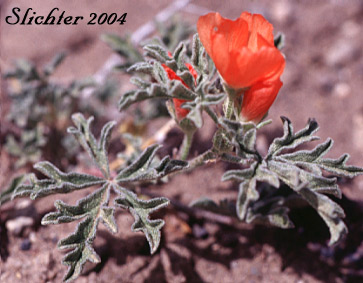 Gooseberryleaf Globemallow, Gooseberry-leaved Globemallow, Gooseberry-leaved Globe-mallow: Sphaeralcea grossulariifolia ssp. grossulariifolia (Synonyms: Sphaeralcea grossulariifolia, Sphaeralcea grossulariifolia ssp. pedata, Sphaeralcea grossulariifolia var. fumariensis, Sphaeralcea grossulariifolia var. moorei)
