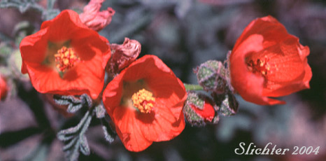 Flowers of Gooseberryleaf Globemallow, Gooseberry-leaved Globemallow, Gooseberry-leaved Globe-mallow: Sphaeralcea grossulariifolia ssp. grossulariifolia (Synonyms: Sphaeralcea grossulariifolia, Sphaeralcea grossulariifolia ssp. pedata, Sphaeralcea grossulariifolia var. fumariensis, Sphaeralcea grossulariifolia var. moorei)