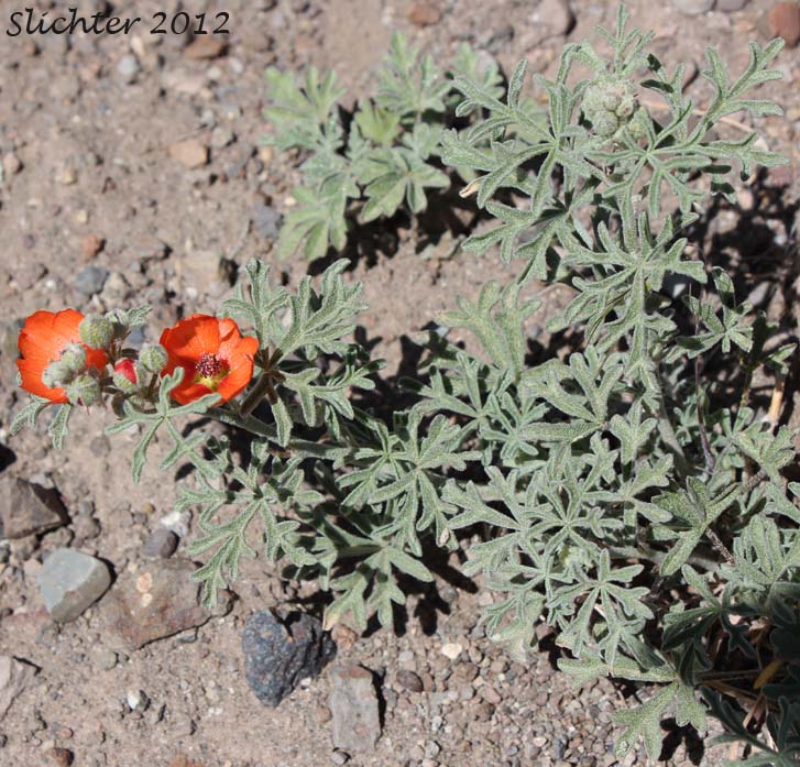Gooseberryleaf Globemallow, Gooseberry-leaved Globemallow, Gooseberry-leaved Globe-mallow: Sphaeralcea grossulariifolia ssp. grossulariifolia (Synonyms: Sphaeralcea grossulariifolia, Sphaeralcea grossulariifolia ssp. pedata, Sphaeralcea grossulariifolia var. fumariensis, Sphaeralcea grossulariifolia var. moorei)