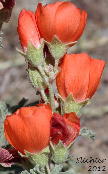 Gooseberryleaf Globemallow, Gooseberry-leaved Globemallow, Gooseberry-leaved Globe-mallow: Sphaeralcea grossulariifolia ssp. grossulariifolia (Synonyms: Sphaeralcea grossulariifolia, Sphaeralcea grossulariifolia ssp. pedata, Sphaeralcea grossulariifolia var. fumariensis, Sphaeralcea grossulariifolia var. moorei)