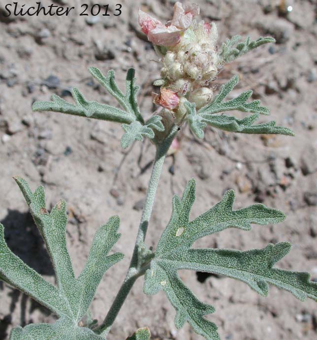 Gooseberryleaf Globemallow, Gooseberry-leaved Globemallow, Gooseberry-leaved Globe-mallow: Sphaeralcea grossulariifolia ssp. grossulariifolia (Synonyms: Sphaeralcea grossulariifolia, Sphaeralcea grossulariifolia ssp. pedata, Sphaeralcea grossulariifolia var. fumariensis, Sphaeralcea grossulariifolia var. moorei)