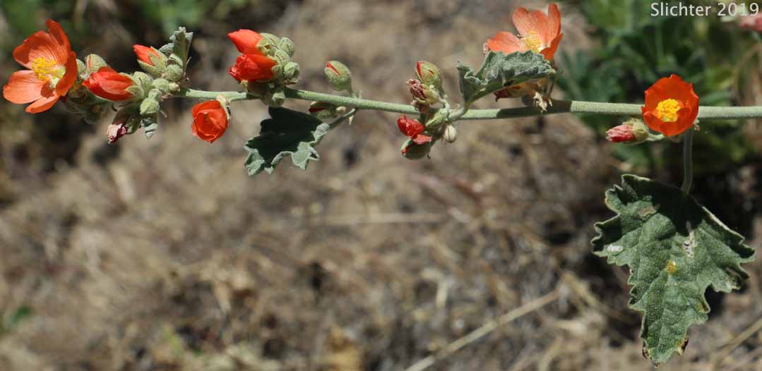 Munro's Globemallow, White-stemmed Globemallow, Munro's Mallow, White-leaved Globemallow, Whitestem Globemallow: Sphaeralcea munroana (Synonyms: Sphaeralcea munroana ssp. munroana, Sphaeralcea munroana ssp. subrhomboidea, Sphaeralcea munroana var. munroana, Sphaeralcea munroana var. subrhomboidea)