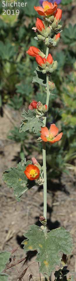 Munro's Globemallow, White-stemmed Globemallow, Munro's Mallow, White-leaved Globemallow, Whitestem Globemallow: Sphaeralcea munroana (Synonyms: Sphaeralcea munroana ssp. munroana, Sphaeralcea munroana ssp. subrhomboidea, Sphaeralcea munroana var. munroana, Sphaeralcea munroana var. subrhomboidea)