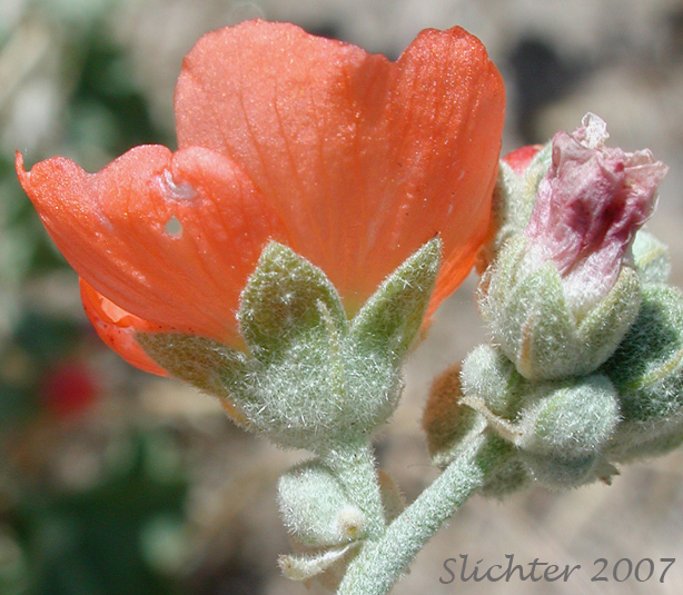 Calyx of Munro's Globemallow, White-stemmed Globemallow, Munro's Mallow, White-leaved Globemallow, Whitestem Globemallow: Sphaeralcea munroana (Synonyms: Sphaeralcea munroana ssp. munroana, Sphaeralcea munroana ssp. subrhomboidea, Sphaeralcea munroana var. munroana, Sphaeralcea munroana var. subrhomboidea)
