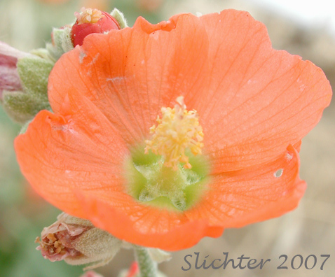 Munro's Globemallow, White-stemmed Globemallow, Munro's Mallow, White-leaved Globemallow, Whitestem Globemallow: Sphaeralcea munroana (Synonyms: Sphaeralcea munroana ssp. munroana, Sphaeralcea munroana ssp. subrhomboidea, Sphaeralcea munroana var. munroana, Sphaeralcea munroana var. subrhomboidea)