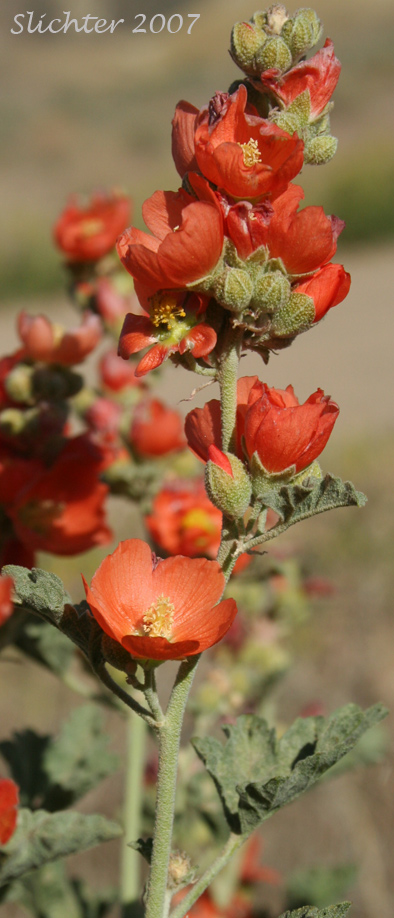 Inflorescence of Munro's Globemallow, White-stemmed Globemallow, Munro's Mallow, White-leaved Globemallow, Whitestem Globemallow: Sphaeralcea munroana (Synonyms: Sphaeralcea munroana ssp. munroana, Sphaeralcea munroana ssp. subrhomboidea, Sphaeralcea munroana var. munroana, Sphaeralcea munroana var. subrhomboidea)