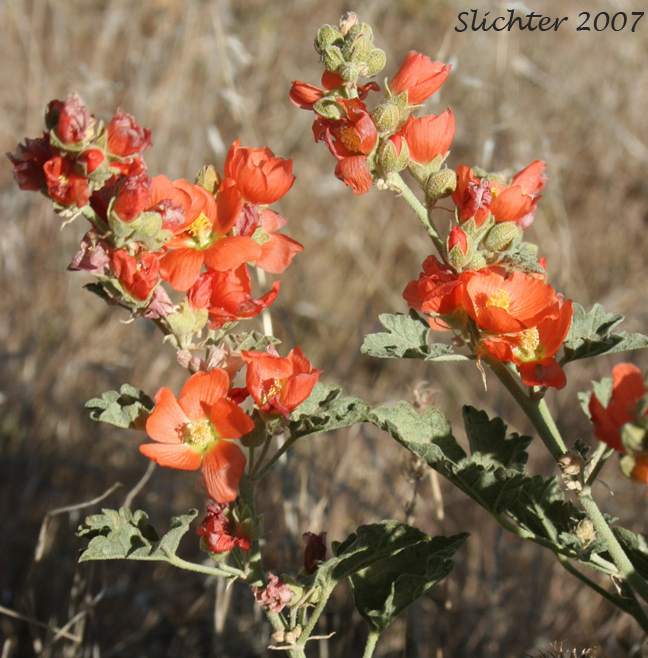 Munro's Globemallow, White-stemmed Globemallow, Munro's Mallow, White-leaved Globemallow, Whitestem Globemallow: Sphaeralcea munroana (Synonyms: Sphaeralcea munroana ssp. munroana, Sphaeralcea munroana ssp. subrhomboidea, Sphaeralcea munroana var. munroana, Sphaeralcea munroana var. subrhomboidea)