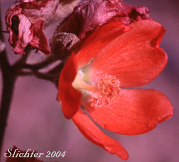 Flower of Munro's Globemallow, White-stemmed Globemallow, Munro's Mallow, White-leaved Globemallow, Whitestem Globemallow: Sphaeralcea munroana (Synonyms: Sphaeralcea munroana ssp. munroana, Sphaeralcea munroana ssp. subrhomboidea, Sphaeralcea munroana var. munroana, Sphaeralcea munroana var. subrhomboidea)