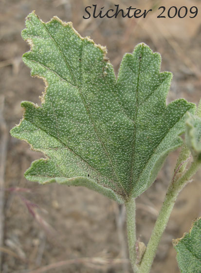 Stem leaf of Munro's Globemallow, White-stemmed Globemallow, Munro's Mallow, White-leaved Globemallow, Whitestem Globemallow: Sphaeralcea munroana (Synonyms: Sphaeralcea munroana ssp. munroana, Sphaeralcea munroana ssp. subrhomboidea, Sphaeralcea munroana var. munroana, Sphaeralcea munroana var. subrhomboidea)