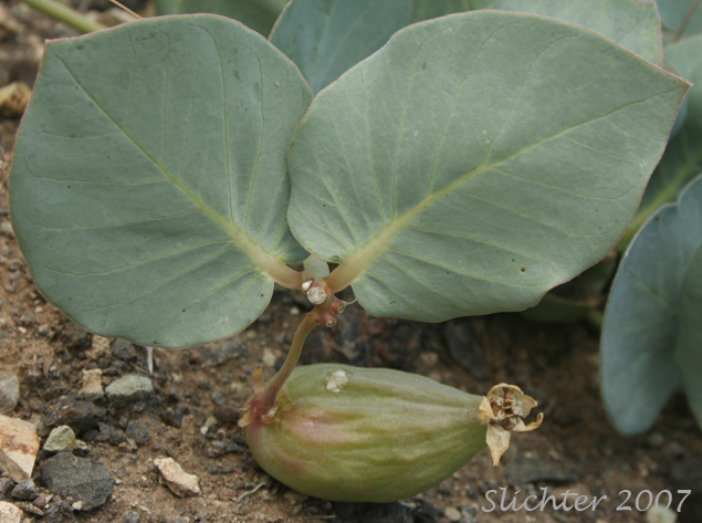 Pod of Pallid Milkweed, Humboldt Milkweed: Asclepias cryptoceras (Synonyms: Asclepias cryptoceras ssp. davisii, Asclepias cryptoceras var. davisii, Asclepias davisii)