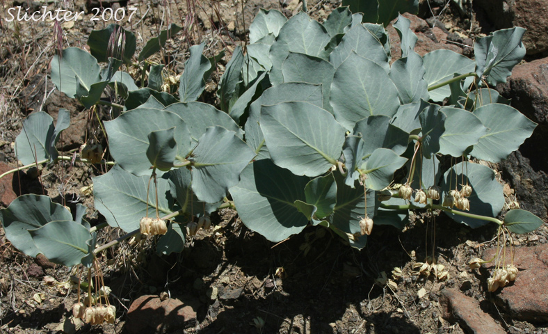 Pallid Milkweed, Humboldt Milkweed: Asclepias cryptoceras (Synonyms: Asclepias cryptoceras ssp. davisii, Asclepias cryptoceras var. davisii, Asclepias davisii)