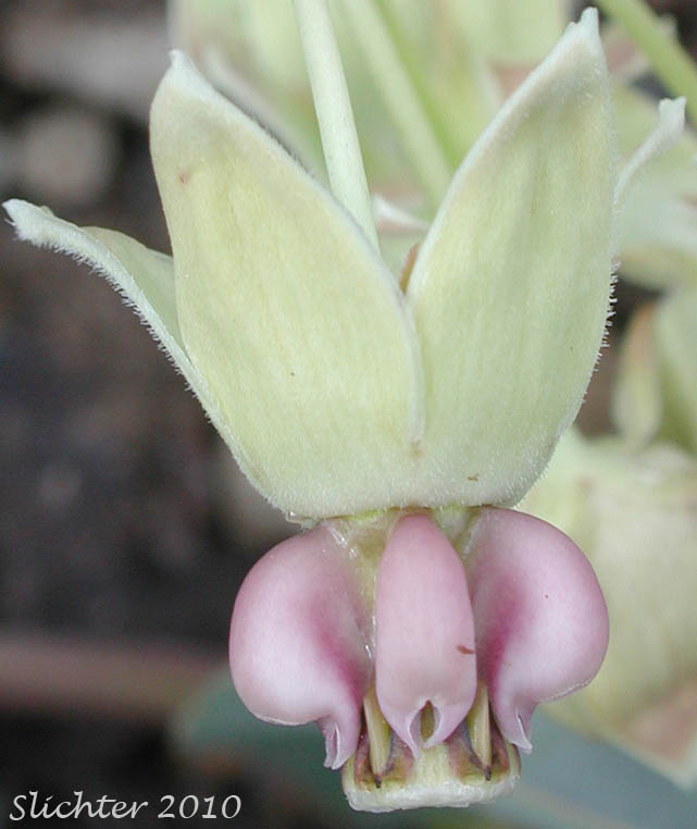 Flower of Pallid Milkweed, Humboldt Milkweed: Asclepias cryptoceras (Synonyms: Asclepias cryptoceras ssp. davisii, Asclepias cryptoceras var. davisii, Asclepias davisii)
