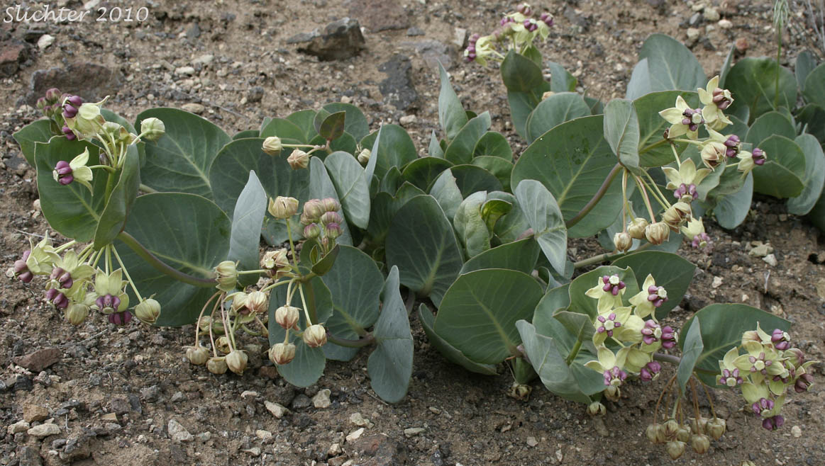 Pallid Milkweed, Humboldt Milkweed: Asclepias cryptoceras (Synonyms: Asclepias cryptoceras ssp. davisii, Asclepias cryptoceras var. davisii, Asclepias davisii)