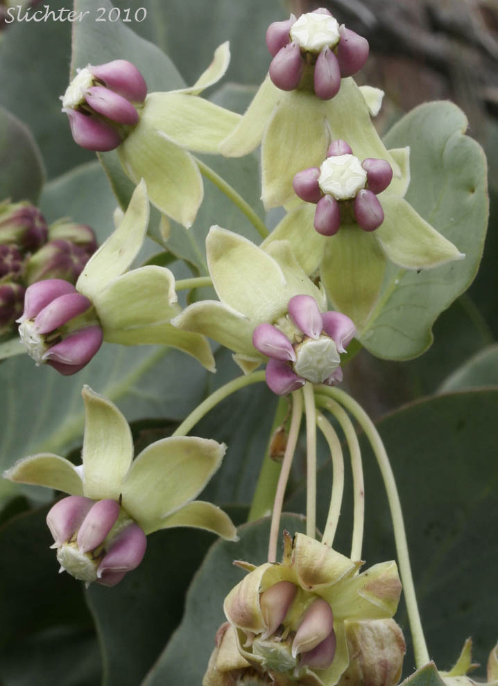 Inflorescence of Pallid Milkweed, Humboldt Milkweed: Asclepias cryptoceras (Synonyms: Asclepias cryptoceras ssp. davisii, Asclepias cryptoceras var. davisii, Asclepias davisii)