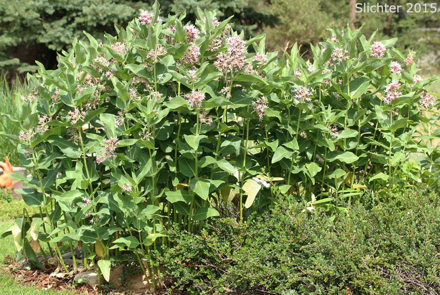 Showy Milkweed, Greek Milkweed: Asclepias speciosa (Synonym: Asclepias giffordii)