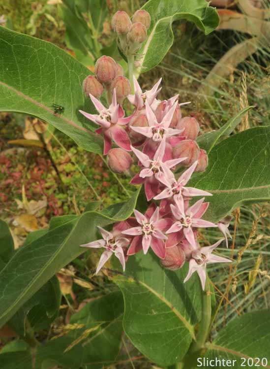 Showy Milkweed, Greek Milkweed: Asclepias speciosa (Synonym: Asclepias giffordii)