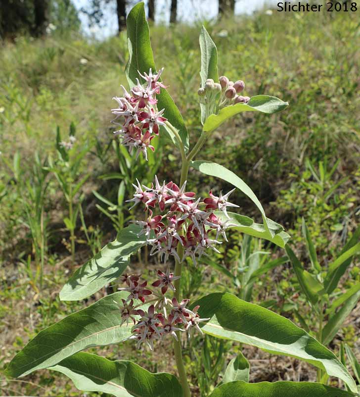 Showy Milkweed, Greek Milkweed: Asclepias speciosa (Synonym: Asclepias giffordii)