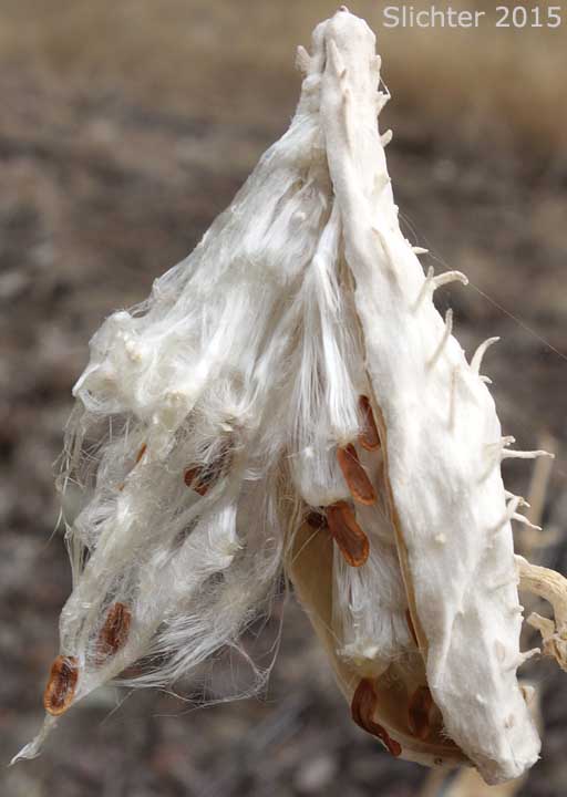 Dehiscing seed pods of Showy Milkweed, Greek Milkweed: Asclepias speciosa (Synonym: Asclepias giffordii)