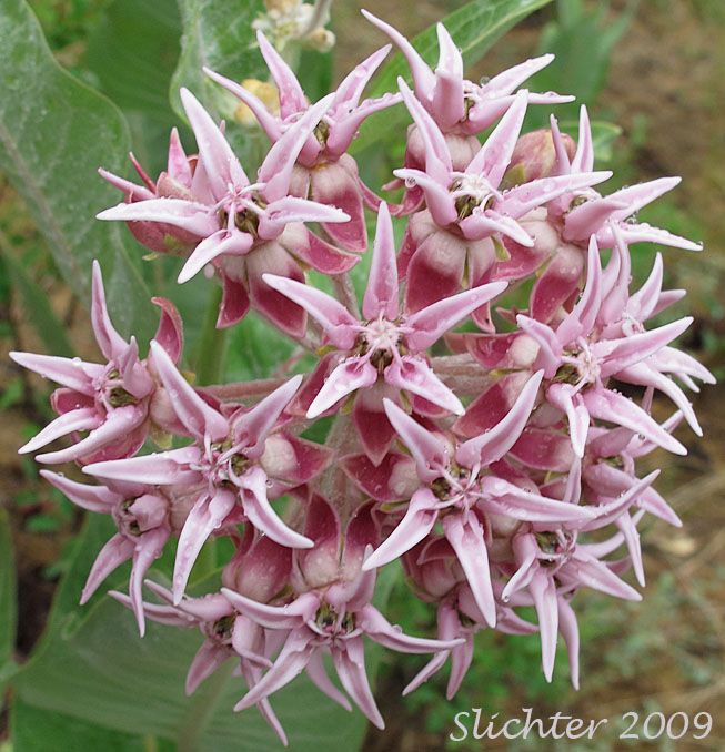 Inflorescence of Showy Milkweed, Greek Milkweed: Asclepias speciosa