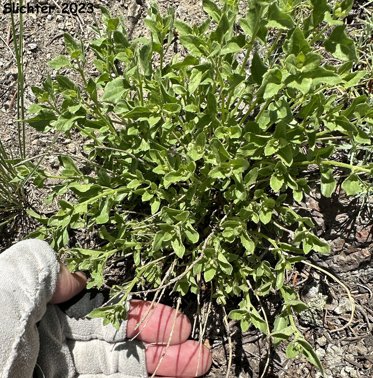 Cusick's Giant Hyssop, Cusick's Horsemint, Cusick's Horse-mint : Agastache cusickii (Synonyms: Agastache cusickii var. cusickii, Agastache cusickii var. parva)