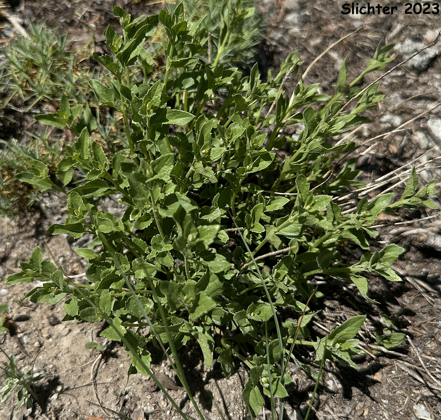 Cusick's Giant Hyssop, Cusick's Horsemint, Cusick's Horse-mint : Agastache cusickii (Synonyms: Agastache cusickii var. cusickii, Agastache cusickii var. parva)