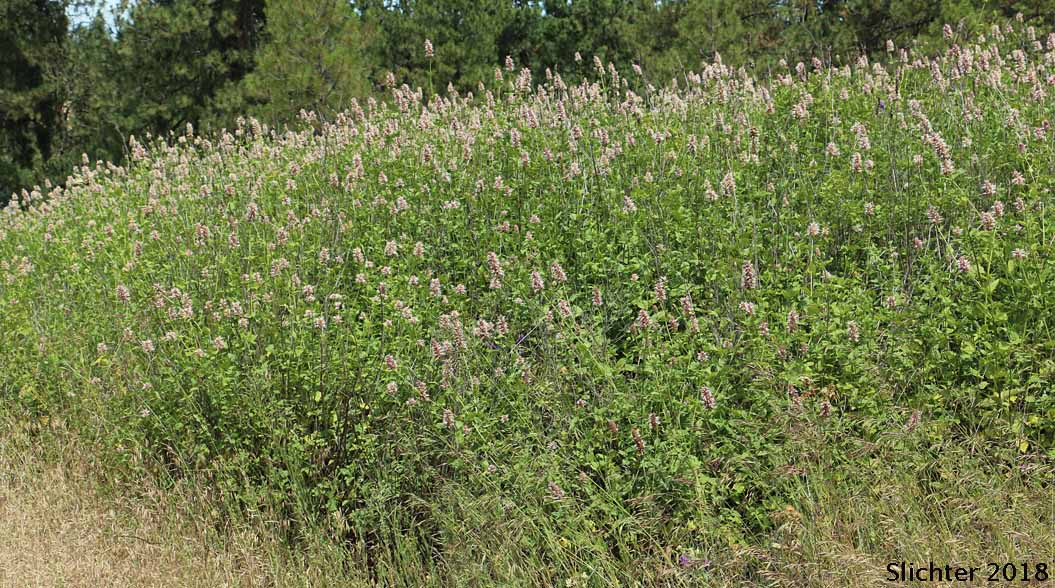 Nettleleaf Giant Hyssop, Nettle-leaf Giant-hyssop, Nettle-leaved Giant Hyssop, Nettle-leaf Horse-mint, Nettle-leaved Horsemint: Agastache urticifolia var. urticifolia (Synonym: Agastache urticifolia)
