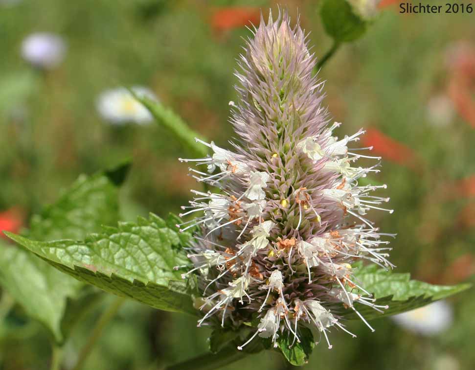 Nettleleaf Giant Hyssop, Nettle-leaf Giant-hyssop, Nettle-leaved Giant Hyssop, Nettle-leaf Horse-mint, Nettle-leaved Horsemint: Agastache urticifolia var. urticifolia (Synonym: Agastache urticifolia)
