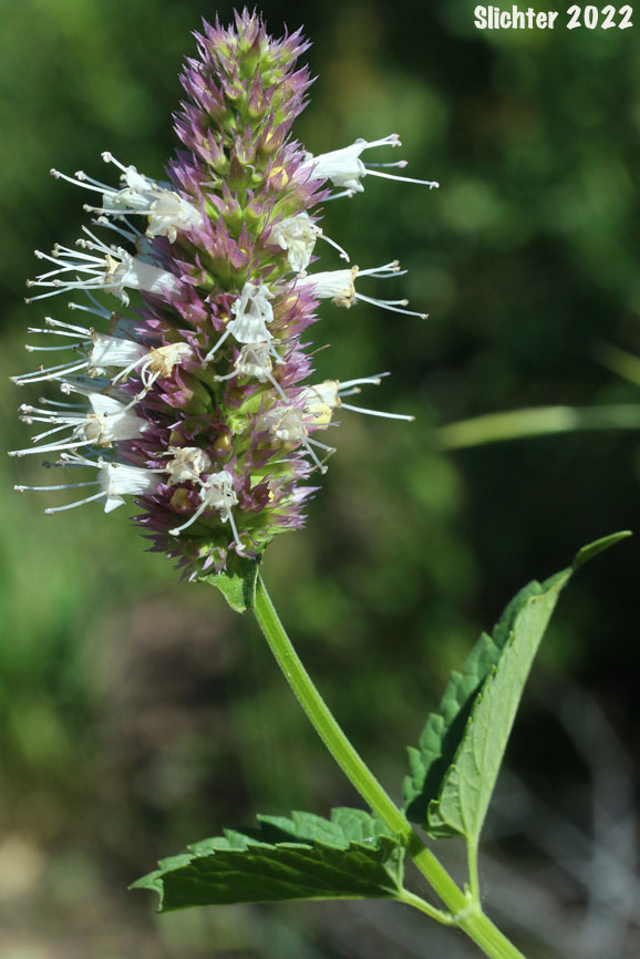 Nettleleaf Giant Hyssop, Nettle-leaf Giant-hyssop, Nettle-leaved Giant Hyssop, Nettle-leaf Horse-mint, Nettle-leaved Horsemint: Agastache urticifolia var. urticifolia (Synonym: Agastache urticifolia)