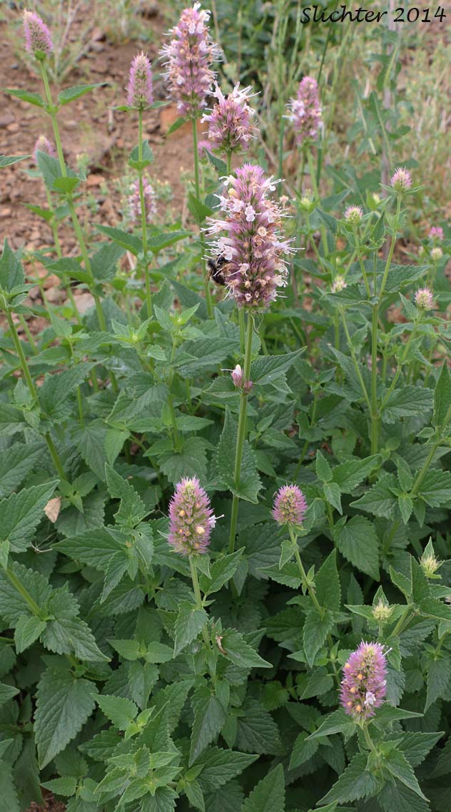 Nettleleaf Giant Hyssop, Nettle-leaf Giant-hyssop, Nettle-leaved Giant Hyssop, Nettle-leaf Horse-mint, Nettle-leaved Horsemint: Agastache urticifolia var. urticifolia (Synonym: Agastache urticifolia)