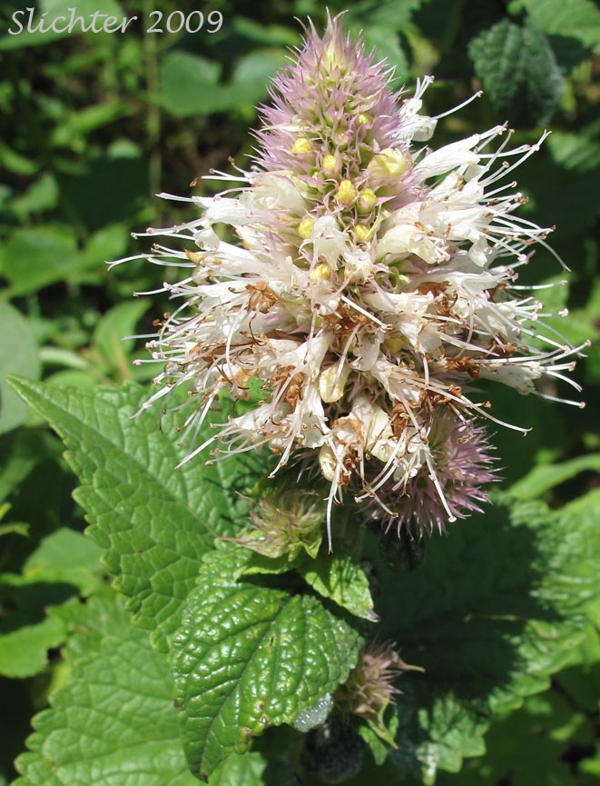 Inflorescence and leaves of Nettle-leaf Horse-mint, Nettle-leaved Horsemint, Nettle-leaf Giant-hyssop, Nettle-leaved Giant Hyssop: Agastache urticifolia var. urticifola