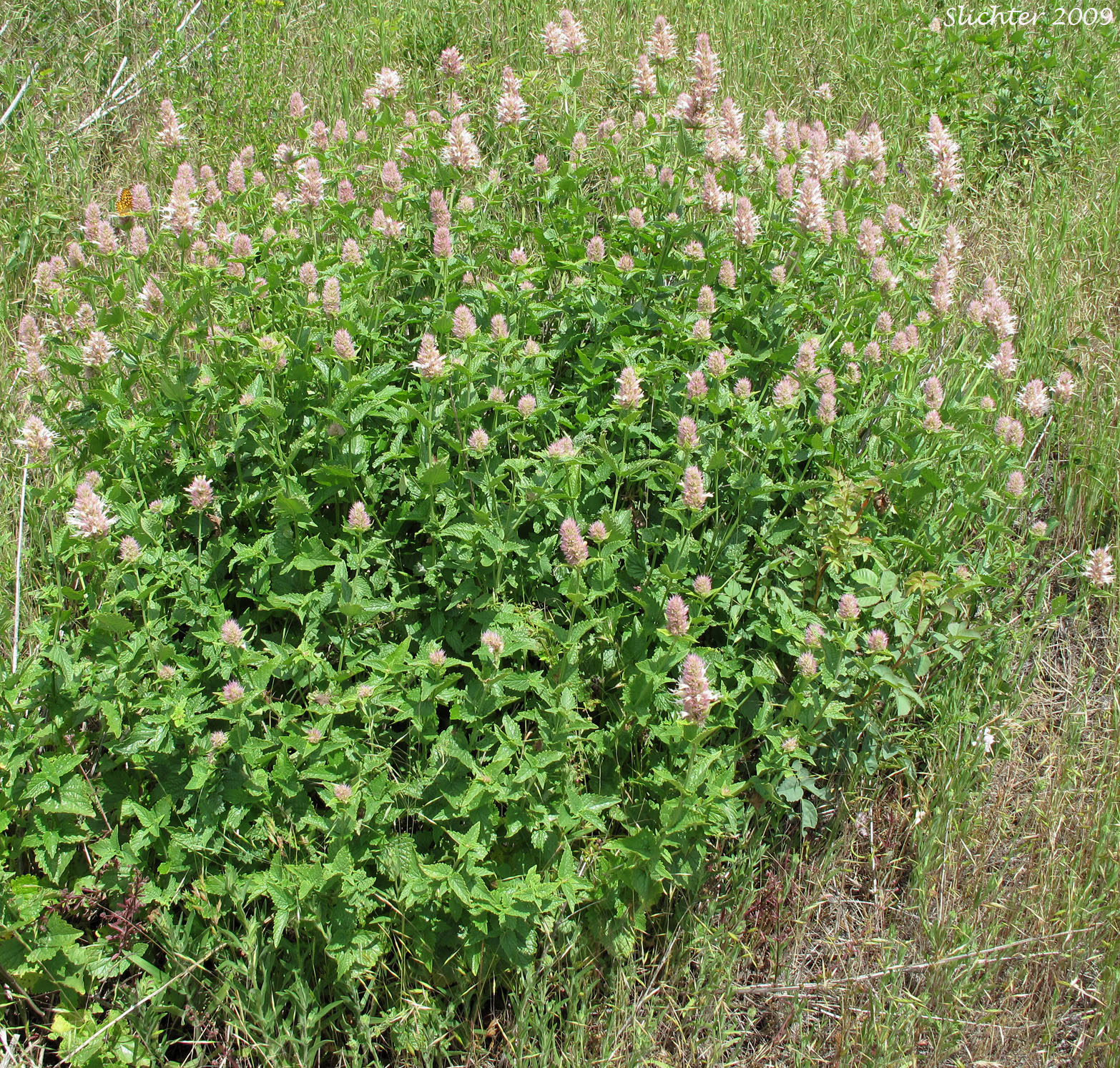 Nettle-leaf Horse-mint, Nettle-leaved Horsemint, Nettle-leaf Giant-hyssop, Nettle-leaved Giant Hyssop: Agastache urticifolia var. urticifola