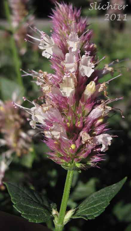 Close-up of the inflorescence of Nettleleaf Giant Hyssop, Nettle-leaf Giant-hyssop, Nettle-leaved Giant Hyssop, Nettle-leaf Horse-mint, Nettle-leaved Horsemint: Agastache urticifolia var. urticifolia