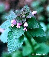 Lamium purpureum