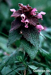 Lamium purpureum
