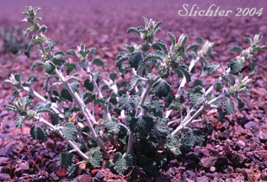 Horehound, White Horehound: Marrubium vulgare