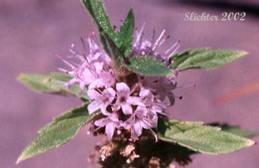 American Corn Mint, Corn Mint, Field Mint, Wild Mint: Mentha canadensis (Synonyms: Mentha arvensis,Mentha arvensis var. arvensis, Mentha arvensis var. canadensis, Mentha arvensis var. glabrata, Mentha arvensis var. lanata)