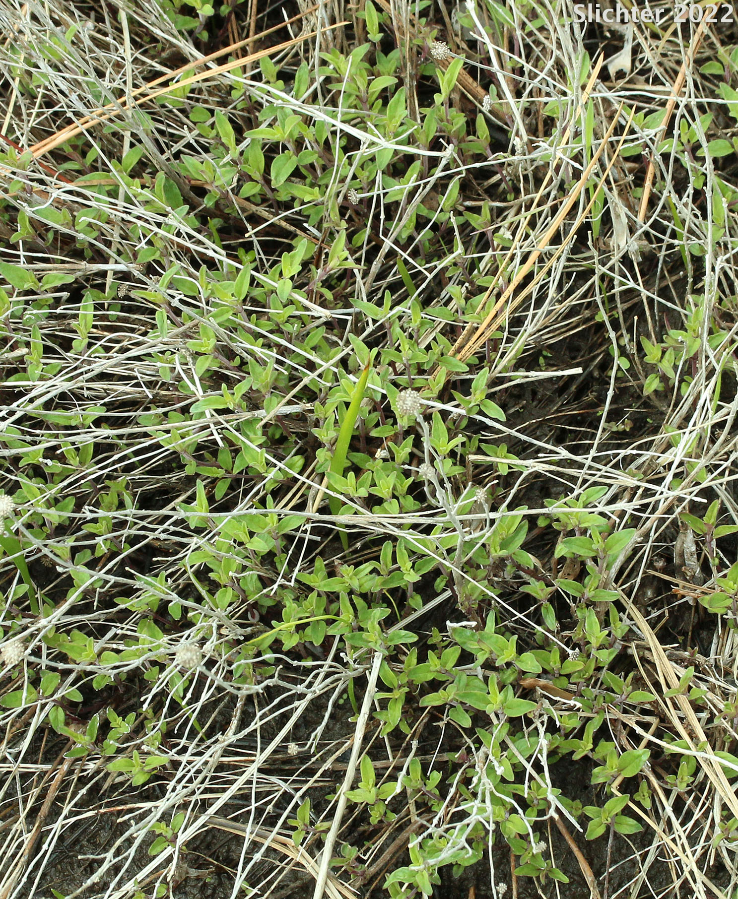Coyote Mint, Monardella, Mountain Monardella, Western Mountain Balm: Monardella odoratissima (Synonyms: Monardella discolor, Monardella glauca, Monardella odoratissima ssp. discolor, Monardella odoratissima ssp. euodoratissima, Monardella odoratissima ssp. glauca, Monardella odoratissima ssp. odoratissima, Monardella odoratissima ssp. pallida, Monardella odoratissima ssp. pinetorum, Monardella odoratissima var. discolor, Monardella odoratissima var. glauca, Monardella odoratissima var. neglecta, Monardella odoratissima var. odoratissima, Monardella odoratissima var. ovata)