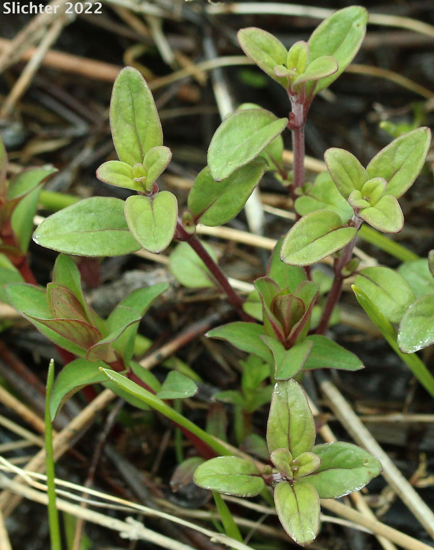 New growth on stems of Coyote Mint, Monardella, Mountain Monardella, Western Mountain Balm: Monardella odoratissima (Synonyms: Monardella discolor, Monardella glauca, Monardella odoratissima ssp. discolor, Monardella odoratissima ssp. euodoratissima, Monardella odoratissima ssp. glauca, Monardella odoratissima ssp. odoratissima, Monardella odoratissima ssp. pallida, Monardella odoratissima ssp. pinetorum, Monardella odoratissima var. discolor, Monardella odoratissima var. glauca, Monardella odoratissima var. neglecta, Monardella odoratissima var. odoratissima, Monardella odoratissima var. ovata)